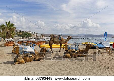 "Camels at the so-called Camel Beach, Kargi Koyu, Bodrum Peninsula, Bodrum, Mugla province, Aegean Region, Turkey, Asia" View Large Photo Image Stock Photo - "Camels at the so-called Camel Beach, Kargi Koyu, Bodrum Peninsula, Bodrum, Mugla province, Aegean Region, Turkey, Asia". Fotosearch