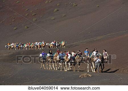 "Camels, camel caravan for tourists, Timanfaya National Park, Montanas del Fuego, Fire Mountains, volcanic landscape, Lanzarote, Canary Islands, Spain, Europe" View Large Photo Image Picture - "Camels, camel caravan for tourists, Timanfaya National Park, Montanas del Fuego, Fire Mountains, volcanic landscape, Lanzarote, Canary Islands, Spain, Europe". Fotosearch