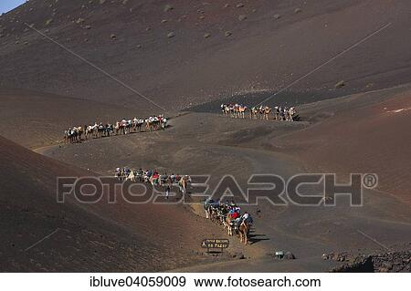 Stock Photo - "Camels, camel caravan for tourists, Timanfaya National Park, Montanas del Fuego, Fire Mountains, volcanic landscape, Lanzarote, Canary Islands, Spain, Europe". Fotosearch
