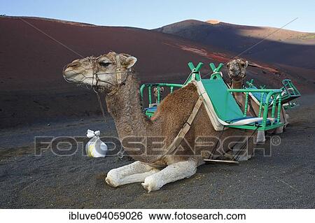 "Camels for tourist rides, Timanfaya National Park, Montanas del Fuego, Fire Mountains, volcanic landscape, Lanzarote, Canary Islands, Spain, Europe" View Large Photo Image Stock Photograph - "Camels for tourist rides, Timanfaya National Park, Montanas del Fuego, Fire Mountains, volcanic landscape, Lanzarote, Canary Islands, Spain, Europe". Fotosearch