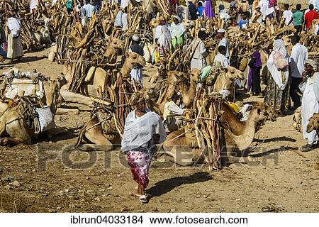 "Camels loaded with firewood on the Monday market of Keren, Eritrea, Africa" View Large Photo Image Picture - "Camels loaded with firewood on the Monday market of Keren, Eritrea, Africa". Fotosearch
