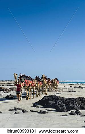 "Camels prepared for tourists on Cable Beach, Broome, Western Australia" View Large Photo Image Stock Image - "Camels prepared for tourists on Cable Beach, Broome, Western Australia". Fotosearch
