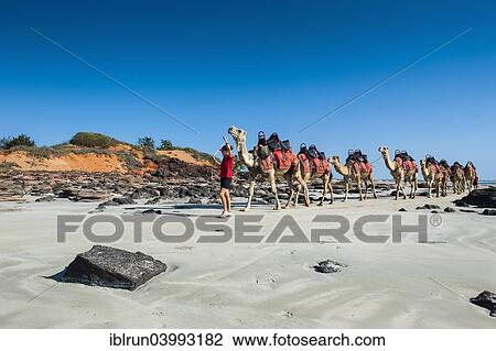 "Camels prepared for tourists on Cable Beach, Broome, Western Australia" View Large Photo Image Stock Image - "Camels prepared for tourists on Cable Beach, Broome, Western Australia". Fotosearch