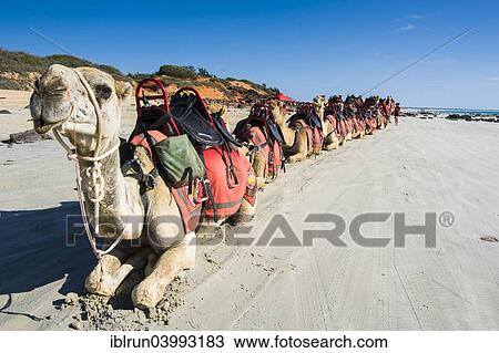 Stock Image - "Camels prepared for tourists on Cable Beach, Broome, Western Australia". Fotosearch