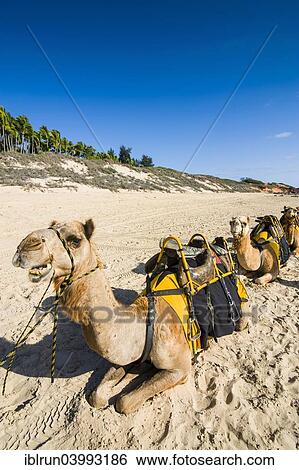 "Camels prepared for tourists on Cable Beach, Broome, Western Australia" View Large Photo Image Stock Photograph - "Camels prepared for tourists on Cable Beach, Broome, Western Australia". Fotosearch