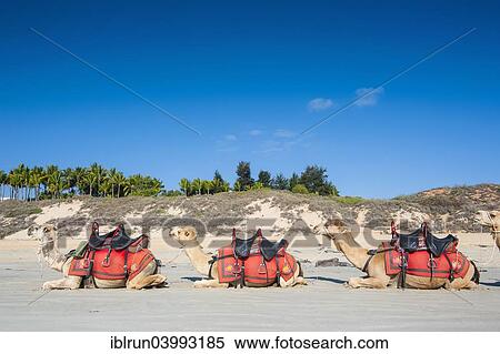 "Camels prepared for tourists on Cable Beach, Broome, Western Australia" View Large Photo Image Stock Photography - "Camels prepared for tourists on Cable Beach, Broome, Western Australia". Fotosearch