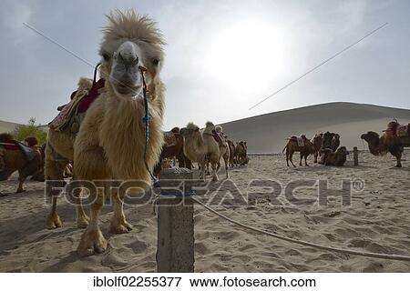 "Camels waiting for the next camel caravan with tourists in front of the sand dunes of the Gobi Desert on Crescent Lake and Mount Mingshan at Dunhuang, Silk Road, Gansu, China, Asia" View Large Photo Image Stock Photo - "Camels waiting for the next camel caravan with tourists in front of the sand dunes of the Gobi Desert on Crescent Lake and Mount Mingshan at Dunhuang, Silk Road, Gansu, China, Asia". Fotosearch