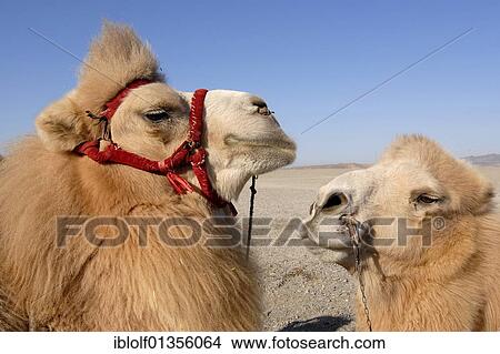 Picture - "Camels with winter coat and bridles at the Jiayuguan fortress at the western end of the Great Wall, Silk Road, Gansu, China, Asia". Fotosearch