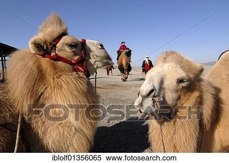 Stock Photography - "Camels with winter coat and bridles at the Jiayuguan fortress at the western end of the Great Wall, Silk Road, Gansu, China, Asia". Fotosearch