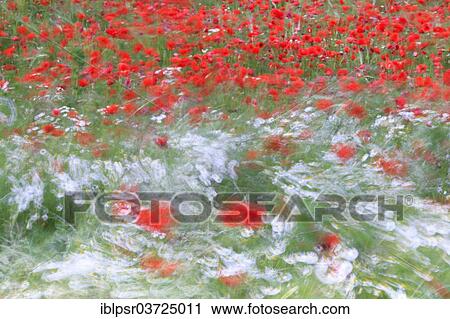 Stock Image - "Camomile and poppy in Foehn storm, Tyrolean Unterland, Tyrol, Austria, Europe". Fotosearch