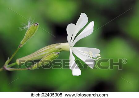 "Campion (Silene nemoralis), Provence, Southern France, France, Europe" View Large Photo Image Stock Photography - "Campion (Silene nemoralis), Provence, Southern France, France, Europe". Fotosearch