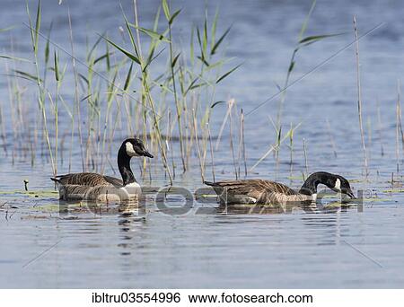 "Canada Geese (Branta canadensis), Sweden, Europe" View Large Photo Image Stock Photograph - "Canada Geese (Branta canadensis), Sweden, Europe". Fotosearch