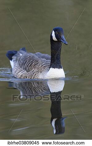 "Canada Goose (Branta canadensis) on a lake, Germany, Europe" View Large Photo Image Stock Photography - "Canada Goose (Branta canadensis) on a lake, Germany, Europe". Fotosearch