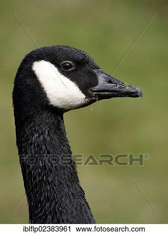 Stock Image - "Canada Goose (Branta canadensis), introduced species, adult, portrait, Warwickshire, England, United Kingdom, Europe". Fotosearch