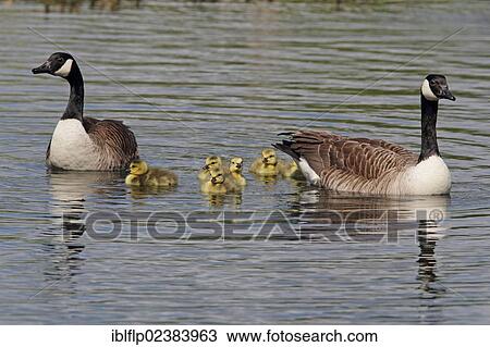 "Canada Goose (Branta canadensis), introduced species, adult pair with goslings, swimming on flooded former gravel pit, Rye Meads RSPB Reserve, Lea Valley, Hoddesdon, Hertfordshire, England, United Kingdom, Europe" View Large Photo Image Stock Image - "Canada Goose (Branta canadensis), introduced species, adult pair with goslings, swimming on flooded former gravel pit, Rye Meads RSPB Reserve, Lea Valley, Hoddesdon, Hertfordshire, England, United Kingdom, Europe". Fotosearch