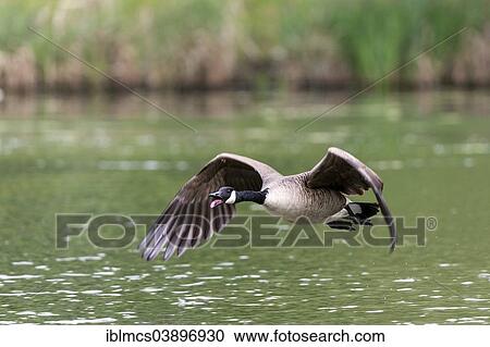 Stock Image - "Canada Goose (Branta canadensis), Karlsaue Park, Kassel, Hesse, Germany, Europe". Fotosearch
