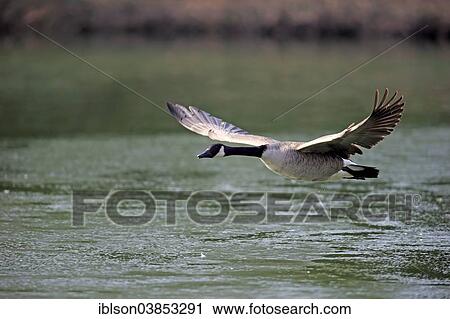"Canada Goose (Branta canadensis), adult, flying, Luisenpark, Mannheim, Baden-Wurttemberg, Germany, Europe" View Large Photo Image Stock Image - "Canada Goose (Branta canadensis), adult, flying, Luisenpark, Mannheim, Baden-Wurttemberg, Germany, Europe". Fotosearch