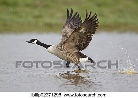 "Canada Goose (Branta canadensis), introduced species, adult, running across water to take off, Suffolk, England, United Kingdom, Europe" View Large Photo Image Stock Photo - "Canada Goose (Branta canadensis), introduced species, adult, running across water to take off, Suffolk, England, United Kingdom, Europe". Fotosearch