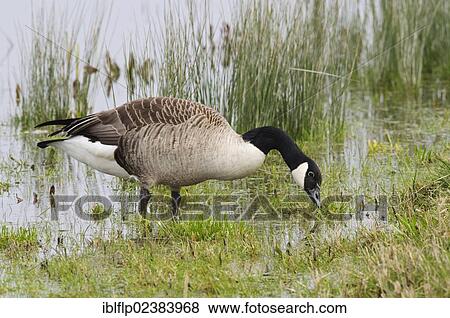 "Canada Goose (Branta canadensis), introduced species, adult, feeding at edge of scrape, Crossness Nature Reserve, Bexley, Kent, England, United Kingdom, Europe" View Large Photo Image Stock Photo - "Canada Goose (Branta canadensis), introduced species, adult, feeding at edge of scrape, Crossness Nature Reserve, Bexley, Kent, England, United Kingdom, Europe". Fotosearch
