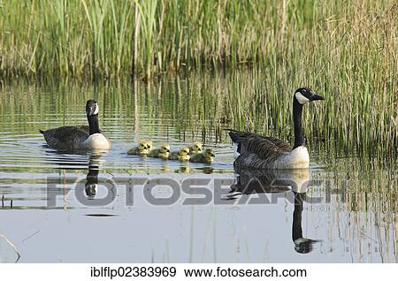 "Canada Goose (Branta canadensis), introduced species, adult pair with newly hatched goslings, swimming, Crossness Nature Reserve, Bexley, Kent, England, United Kingdom, Europe" View Large Photo Image Stock Photo - "Canada Goose (Branta canadensis), introduced species, adult pair with newly hatched goslings, swimming, Crossness Nature Reserve, Bexley, Kent, England, United Kingdom, Europe". Fotosearch