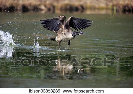 "Canada Goose (Branta canadensis), adult, taking off, Luisenpark, Mannheim, Baden-Wurttemberg, Germany, Europe" View Large Photo Image Stock Photo - "Canada Goose (Branta canadensis), adult, taking off, Luisenpark, Mannheim, Baden-Wurttemberg, Germany, Europe". Fotosearch