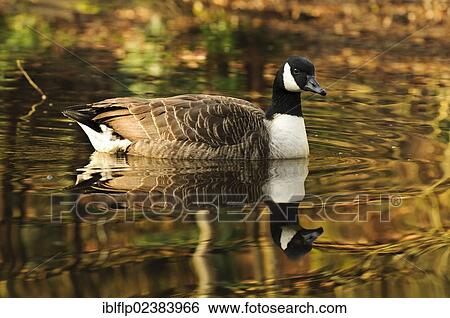 "Canada Goose (Branta canadensis), introduced species, adult, swimming, with reflection, Hurst Pond, Hurst Woods, Bexley, Kent, England, United Kingdom, Europe" View Large Photo Image Stock Photograph - "Canada Goose (Branta canadensis), introduced species, adult, swimming, with reflection, Hurst Pond, Hurst Woods, Bexley, Kent, England, United Kingdom, Europe". Fotosearch