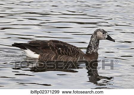 Stock Photo - "Canada Goose (Branta canadensis) x Greylag Goose (Anser anser), 'Canlag' hybrid, adult, swimming on lake in city parkland, The Serpentine, Hyde Park, London, England, United Kingdom, Europe". Fotosearch