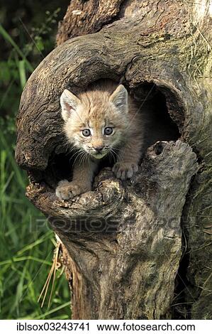 "Canada Lynx (Lynx canadensis), cub, eight weeks old, in a den, captive, Montana, United States, North America" View Large Photo Image Stock Image - "Canada Lynx (Lynx canadensis), cub, eight weeks old, in a den, captive, Montana, United States, North America". Fotosearch