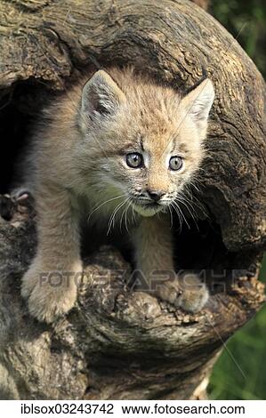 "Canada Lynx (Lynx canadensis), cub, eight weeks old, in a den, captive, Montana, United States, North America" View Large Photo Image Stock Image - "Canada Lynx (Lynx canadensis), cub, eight weeks old, in a den, captive, Montana, United States, North America". Fotosearch