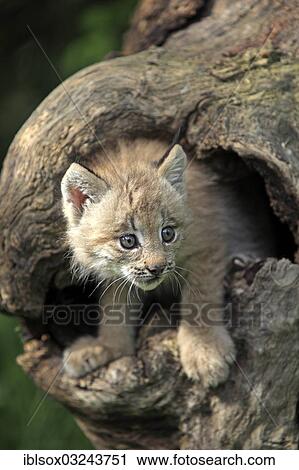 "Canada Lynx (Lynx canadensis), cub, eight weeks old, in a den, captive, Montana, United States, North America" View Large Photo Image Stock Image - "Canada Lynx (Lynx canadensis), cub, eight weeks old, in a den, captive, Montana, United States, North America". Fotosearch