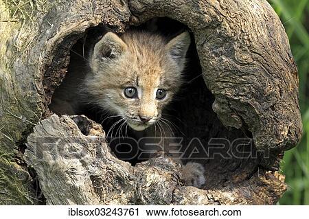 "Canada Lynx (Lynx canadensis), cub, eight weeks old, in a den, captive, Montana, United States, North America" View Large Photo Image Stock Image - "Canada Lynx (Lynx canadensis), cub, eight weeks old, in a den, captive, Montana, United States, North America". Fotosearch