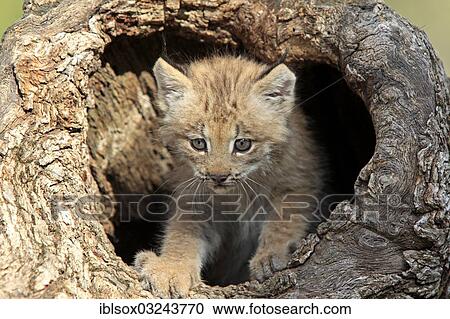 "Canada Lynx (Lynx canadensis), cub, eight weeks old, in a den, captive, Montana, United States, North America" View Large Photo Image Stock Image - "Canada Lynx (Lynx canadensis), cub, eight weeks old, in a den, captive, Montana, United States, North America". Fotosearch