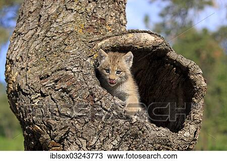"Canada Lynx (Lynx canadensis), cub, eight weeks old, in a den, captive, Montana, United States, North America" View Large Photo Image Stock Image - "Canada Lynx (Lynx canadensis), cub, eight weeks old, in a den, captive, Montana, United States, North America". Fotosearch