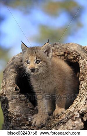"Canada Lynx (Lynx canadensis), cub, eight weeks old, in a den, captive, Montana, United States, North America" View Large Photo Image Stock Photo - "Canada Lynx (Lynx canadensis), cub, eight weeks old, in a den, captive, Montana, United States, North America". Fotosearch