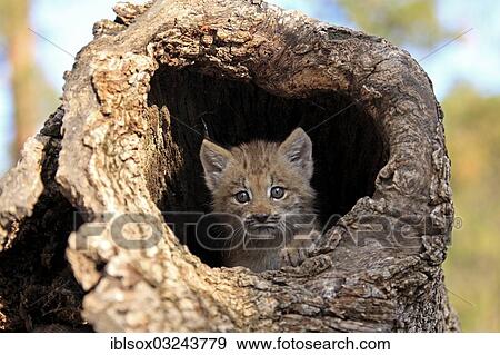 "Canada Lynx (Lynx canadensis), cub, eight weeks old, in a den, captive, Montana, United States, North America" View Large Photo Image Stock Photo - "Canada Lynx (Lynx canadensis), cub, eight weeks old, in a den, captive, Montana, United States, North America". Fotosearch