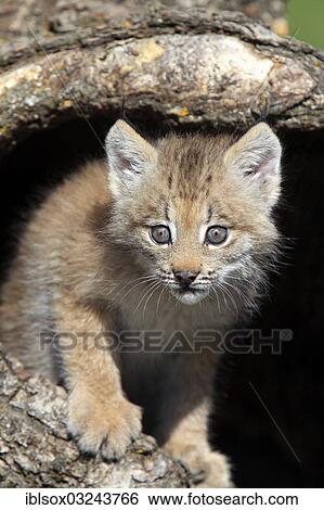 "Canada Lynx (Lynx canadensis), cub, eight weeks old, in a den, captive, Montana, United States, North America" View Large Photo Image Stock Photograph - "Canada Lynx (Lynx canadensis), cub, eight weeks old, in a den, captive, Montana, United States, North America". Fotosearch