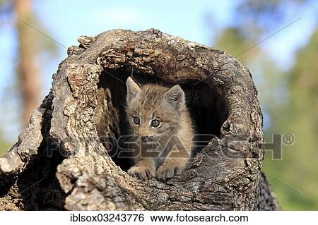 "Canada Lynx (Lynx canadensis), cub, eight weeks old, in a den, captive, Montana, United States, North America" View Large Photo Image Stock Photograph - "Canada Lynx (Lynx canadensis), cub, eight weeks old, in a den, captive, Montana, United States, North America". Fotosearch