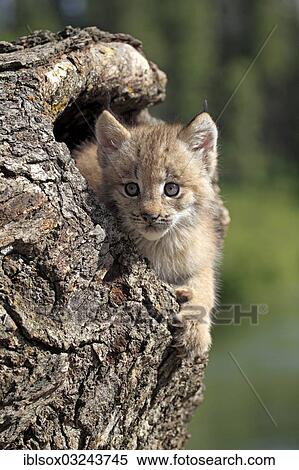 "Canada Lynx (Lynx canadensis), cub, eight weeks old, in a den, captive, Montana, United States, North America" View Large Photo Image Stock Photography - "Canada Lynx (Lynx canadensis), cub, eight weeks old, in a den, captive, Montana, United States, North America". Fotosearch