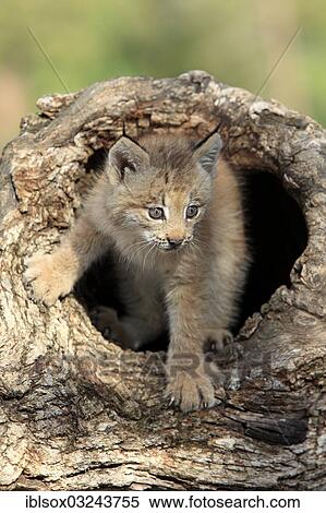 "Canada Lynx (Lynx canadensis), cub, eight weeks old, in a den, captive, Montana, United States, North America" View Large Photo Image Stock Photography - "Canada Lynx (Lynx canadensis), cub, eight weeks old, in a den, captive, Montana, United States, North America". Fotosearch