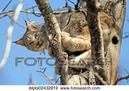 "Canada lynx or Canadian lynx (Lynx canadensis) in a tree, Alaska, United States, North America" View Large Photo Image Stock Photo - "Canada lynx or Canadian lynx (Lynx canadensis) in a tree, Alaska, United States, North America". Fotosearch