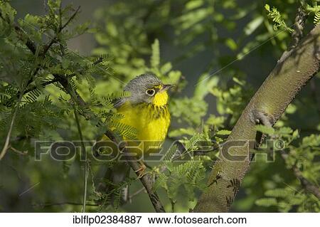"Canada Warbler (Wilsonia canadensis), adult, perched on twig, South Padre Island, Texas, United States, North America" View Large Photo Image Stock Photo - "Canada Warbler (Wilsonia canadensis), adult, perched on twig, South Padre Island, Texas, United States, North America". Fotosearch