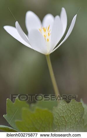 "Canadian Bloodroot (Sanguinaria canadensis), Haren, Emsland, Lower Saxony, Germany, Europe" View Large Photo Image Stock Photo - "Canadian Bloodroot (Sanguinaria canadensis), Haren, Emsland, Lower Saxony, Germany, Europe". Fotosearch