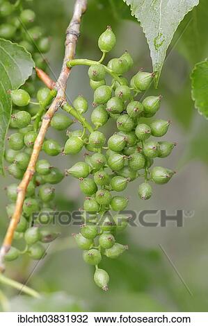 "Canadian Poplar or Hybrid Black Poplar (Populus x canadensis, Populus x euramericana), fruits, Provence, Southern France, France, Europe" View Large Photo Image Stock Image - "Canadian Poplar or Hybrid Black Poplar (Populus x canadensis, Populus x euramericana), fruits, Provence, Southern France, France, Europe". Fotosearch