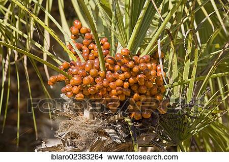 "Canary Island Date Palm (Phoenix canariensis), Majorca, Balearic Islands, Spain, Europe" View Large Photo Image Picture - "Canary Island Date Palm (Phoenix canariensis), Majorca, Balearic Islands, Spain, Europe". Fotosearch