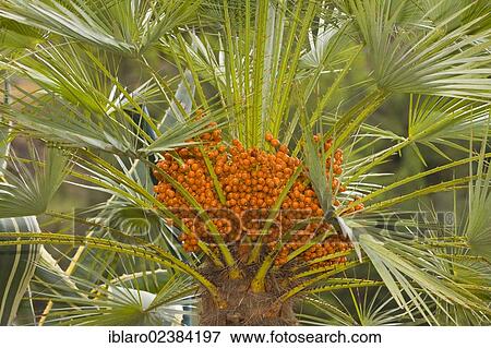 "Canary Island date palm (Phoenix canariensis), Majorca, Spain, Europe" View Large Photo Image Stock Photo - "Canary Island date palm (Phoenix canariensis), Majorca, Spain, Europe". Fotosearch