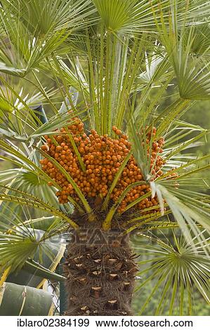 Stock Photo - "Canary Island date palm (Phoenix canariensis), Majorca, Spain, Europe". Fotosearch