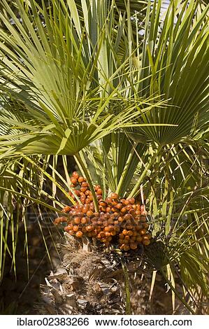 "Canary Island Date Palm (Phoenix canariensis), Majorca, Balearic Islands, Spain, Europe" View Large Photo Image Stock Photograph - "Canary Island Date Palm (Phoenix canariensis), Majorca, Balearic Islands, Spain, Europe". Fotosearch