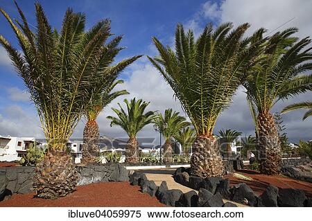 Stock Photography - "Canary Island Date Palms (Phoenix canariensis) on the Paseo Maritimo beach promenade, apartment complex, Las Coloradas, Playa Blanca, Lanzarote, Canary Islands, Spain, Europe". Fotosearch