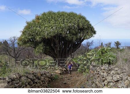 "Canary Island Dragon Tree (Dracaena draco), Las Tricias, La Palma, Canary Islands, Spain, Europe" View Large Photo Image Picture - "Canary Island Dragon Tree (Dracaena draco), Las Tricias, La Palma, Canary Islands, Spain, Europe". Fotosearch