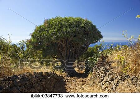 "Canary Island Dragon Tree (Dracaena draco) on the north coast of La Palma, Canary Islands, Spain, Europe" View Large Photo Image Stock Image - "Canary Island Dragon Tree (Dracaena draco) on the north coast of La Palma, Canary Islands, Spain, Europe". Fotosearch